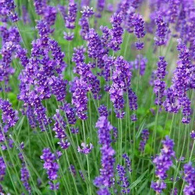 Lavandula (Lavender) Munstead - 1 X 9cm Potted Plant • £6.99