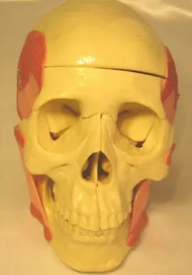 Lifesize Human Skull Anatomical Model W Muscles Medical Teaching Student Anatomy • $94.99
