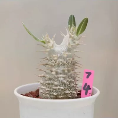 Succulent Plant Pachypodium Densiflorum Seeding Growth • $34.99