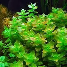 BUY 2 GET 1 FREE Bacopa Caroliniana Live Aquarium Plants • $7.79