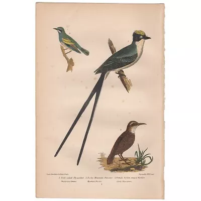 Wilson American Ornithology Antique 1876 Litho Octavo 1 Fork-tailed Flycatcher • $26