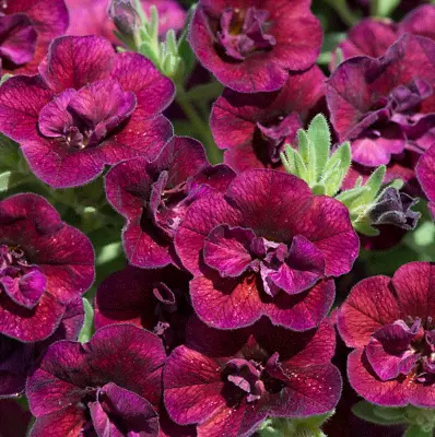 Calibrachoa Can Can Double Wine Red Million Bells 3 Plug Plant To Be Grown On • £5.99