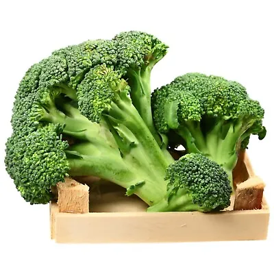 BROCCOLI Waltham 50 Seeds HEIRLOOM Vegetable Garden WINTER HARDY NON-GM Autumn • $4.99