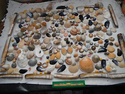 Mixed Job Lot Of 300  N Wales locally Sourced Shells Crafting Kidseducational • £9.99