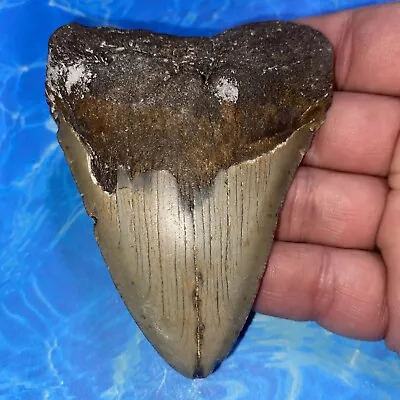 Megalodon Shark Tooth 3.79” Huge Teeth Meg Scuba Diver Direct Fossil Nc 2872 • $9.99