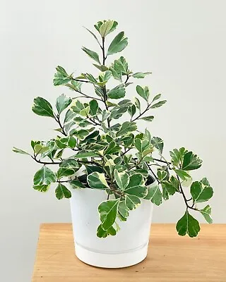 Variegated Ficus Triangularis Live Plant 7 To 10  Tall  • $8.99