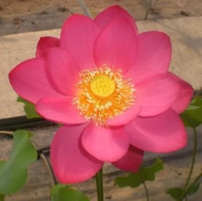 Carminum  Lotus/Water Lily Flower/Bonsai Lotus/Ponds / Bow/5 Fresh Seeds • £3.95
