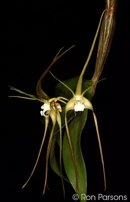 FLASK: Dendrobium Tetragonum UPRIGHT HABIT VANILLA FRAGRANCE Orchid Species • $89.99