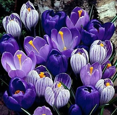 (5) Blue Moon Mixed Crocus Flower Bulbs • $6