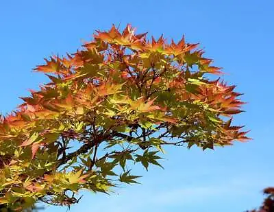$7.95 • Buy 1-1000 PCS Japanese Maple Tree Seeds Acer Palmatum Shigitatsu Sawa Autumn 0169