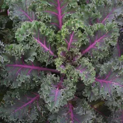 Kale Midnight Sun - 25 Seeds • £2.66