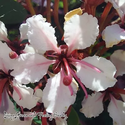 $5 • Buy Bauhinia Corymbosa Syn Scandens - Butterfly Vine / Orchid Vine - 20 Seeds
