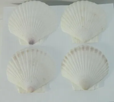 Scallop Clam Natural Seashell SmallAppetizer Plates 4 Nautical Ocean Decor  • $14.99