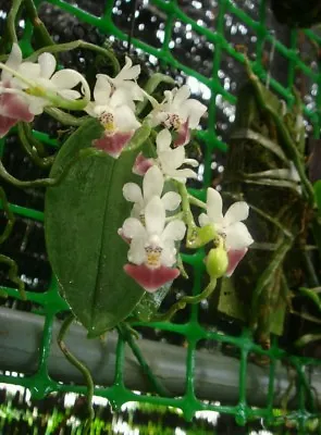 Phalaenopsis Parishii Miniature Fragrant Orchid Plant Species PHYTO Certificate • $39