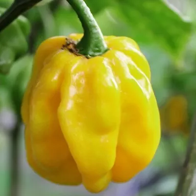 Jamaican Yellow Habanero Pepper Seeds 25+ Mushroom Chile HOT Pepper USA FREE S&H • $2.40