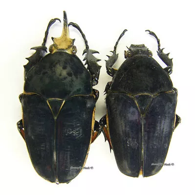 Unmounted Beetle/Cetoniidae - Mecynorrhina Torquata Ugandensis BLUE PAIR 5 • $51.49