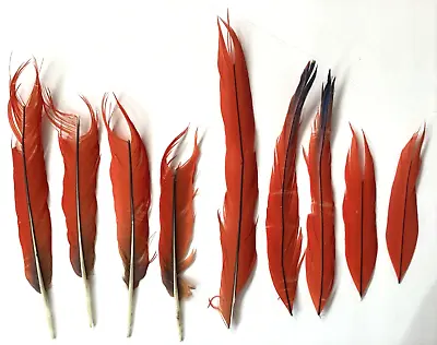 Broken Macaw Parrot Feathers Tails & Tips Crafts Peyote Fly Fishing Damaged READ • $49.99