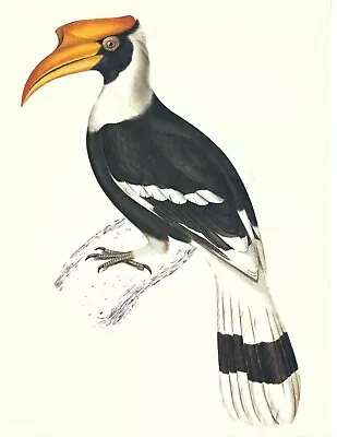 1977 Vintage Book Plate Print Great Hornbill Bird Larousse Animal Portraits • £19.30