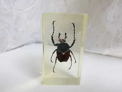 Vintage Brown Beetle  Bronzovka  In Epoxy Resin Beetle Taxidermy • $7.99