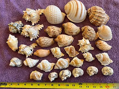 Sea Shells Lot 32 Beautiful Mixed Seashells • $5