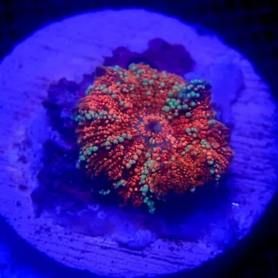 Red Pink And Gold Pimple Discosoma Mushroom Coral WYSIWYG IC 3268 -Indigo Corals • $68