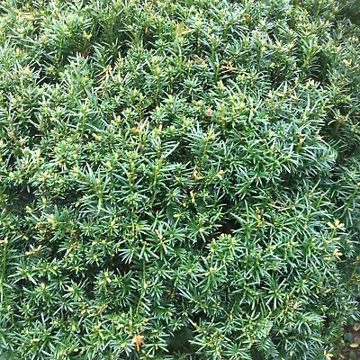 12 Yew Tree Plants ( Bare Rooted) For Hedging • £20