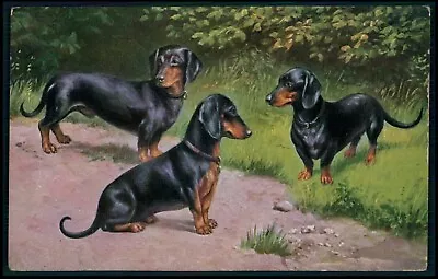 Art Dog Dachshund Dogs Trio With Duck Original Old 1910s Postcard • $5