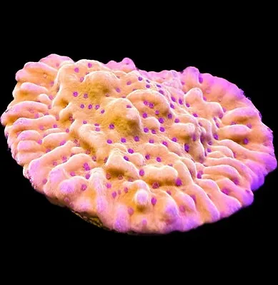 Live Coral Montipora Maui Sunset 1 + • $30