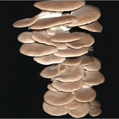 Aussie Mushrooms Spawn Bag 1.7kg - Pleurotus Pulmonarius Phoenix Oyster Mushroom • $44.95