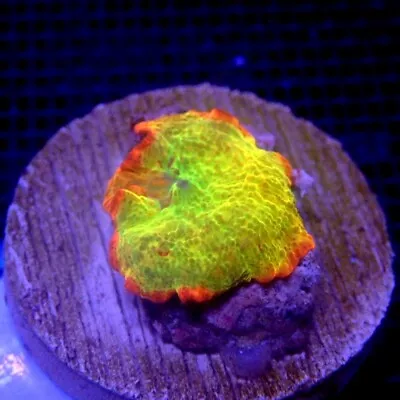 Red Skirt Yellow Jawbreaker Mushroom Coral WYSIWYG IC 3269 - Indigo Corals • $58