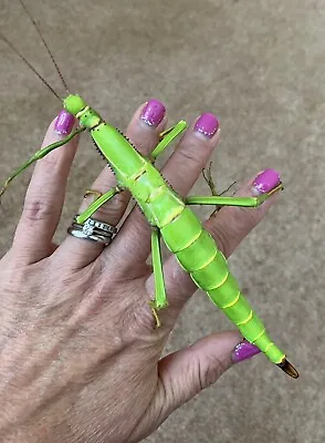 £18 • Buy Green Bean Stick Insect (Diapherodes Gigantea) Nymphs X 4 Insects