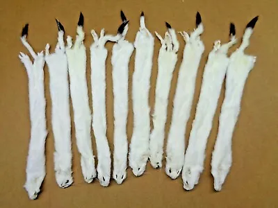 #1 Quality L Tanned White Ermine/Weasel/Fur/Crafts/Trapping/Stocking Stuffers • $23.95
