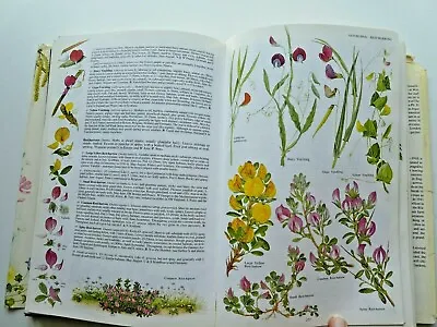 The Illustrated Flora Of Britain & Northern Europe By Marjorie Blamey • £10