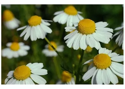 Organic Herb German Chamomile Matricaria Recuita SEEDS - Heirloom Seeds X150 • £3.99