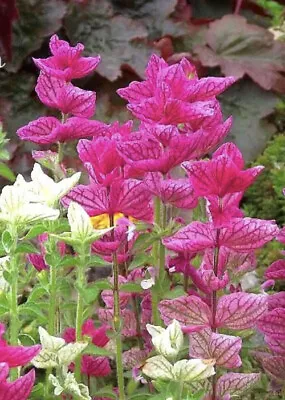 100 X Sage Clary - Salvia Horminum Pink Seeds • £1.50