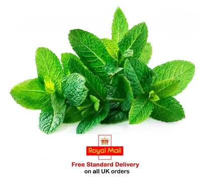 £2.95 • Buy  2000 X SPEARMINT SEEDS - Sow March To June - Fast Dispatch -Grow Your Own Herbs