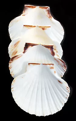 4 White Irish Baking Scallop Shells (3.5-4 ) Restaurant Quality Beach Decoupage • $8.19