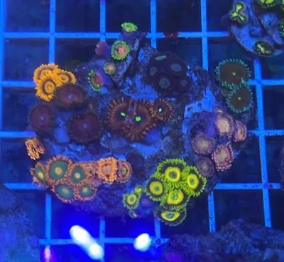 Mixed Zoa Rock 1 WYSIWYG - Zoa/Zoanthid Multi Polyp - Marine Reef Tank • £59