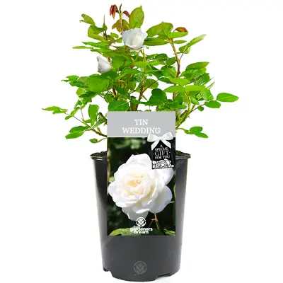 Tin Wedding Rose - 10th Wedding Anniversary Gift - Live Rose Bush Plant • £23.99