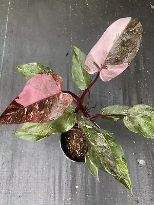 Rare New Philodendron Galaxy Pink Princess Large • $230