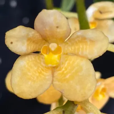 $55 • Buy Select Barrita Orchids Sarcochilus INDP/161