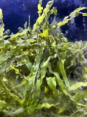 X10 Blades Caulerpa Prolifera Macro Algae TROPICAL MARINE AQUARIUM • £19.99