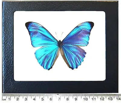 Morpho Aurora Blue Butterfly Peru Framed • $50