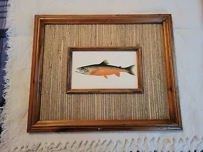 Canadian Red Vintage Fish Sherman F. Denton Wall Art Print Framed Picture • $35