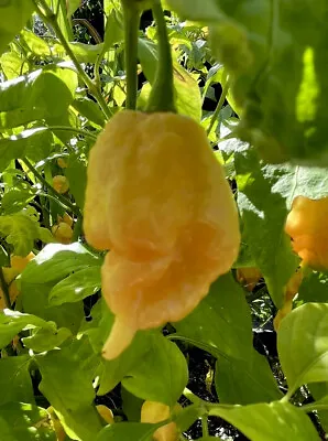 California Scorpion Pepper Seeds • $4