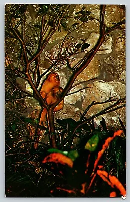 Postcard Golden Marmosets At Monkey Jungle Outside Miami FL • $4.45