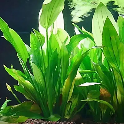 Aquarium Artificial Water Plants Fake Grass Plant Fish Tank Plastic Ornament • £5.51