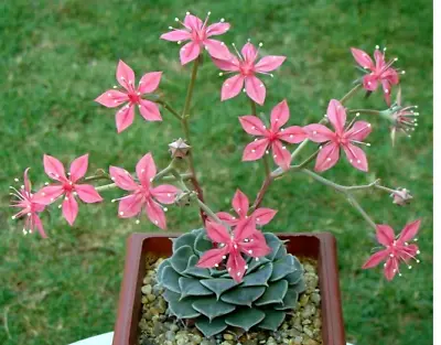 Graptopetalum Bellum Exotic Succulent Rare Mesembs Flowering Plant 100 SEEDS • $9.99