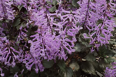 Plectranthus Velvet Lady X 1 Plant   P. Saccatus   - Ornamental Bush • $12