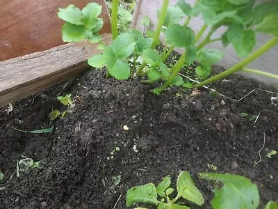 Natural Well Rotted Organic Horse Manure From Our Farm (Dorset/Wiltshire Border) • £8